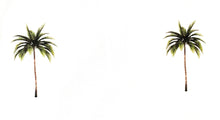 Load image into Gallery viewer, Palmchichi Coverup